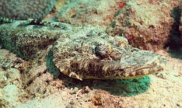 Sipadan_2015_Poisson crocodile de Beaufort_Cymbacephalus beauforti_IMG_2633_rc